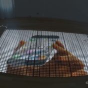 10 000 iPhone 5 dominos